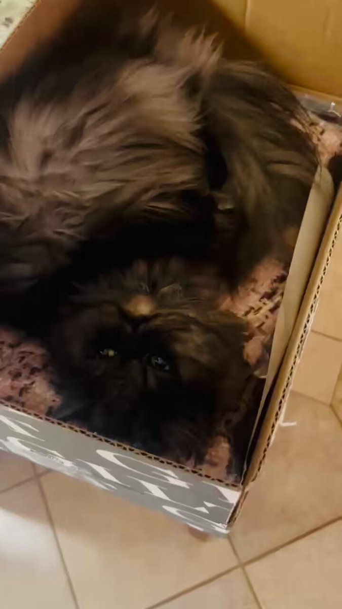 Cat loves box 
