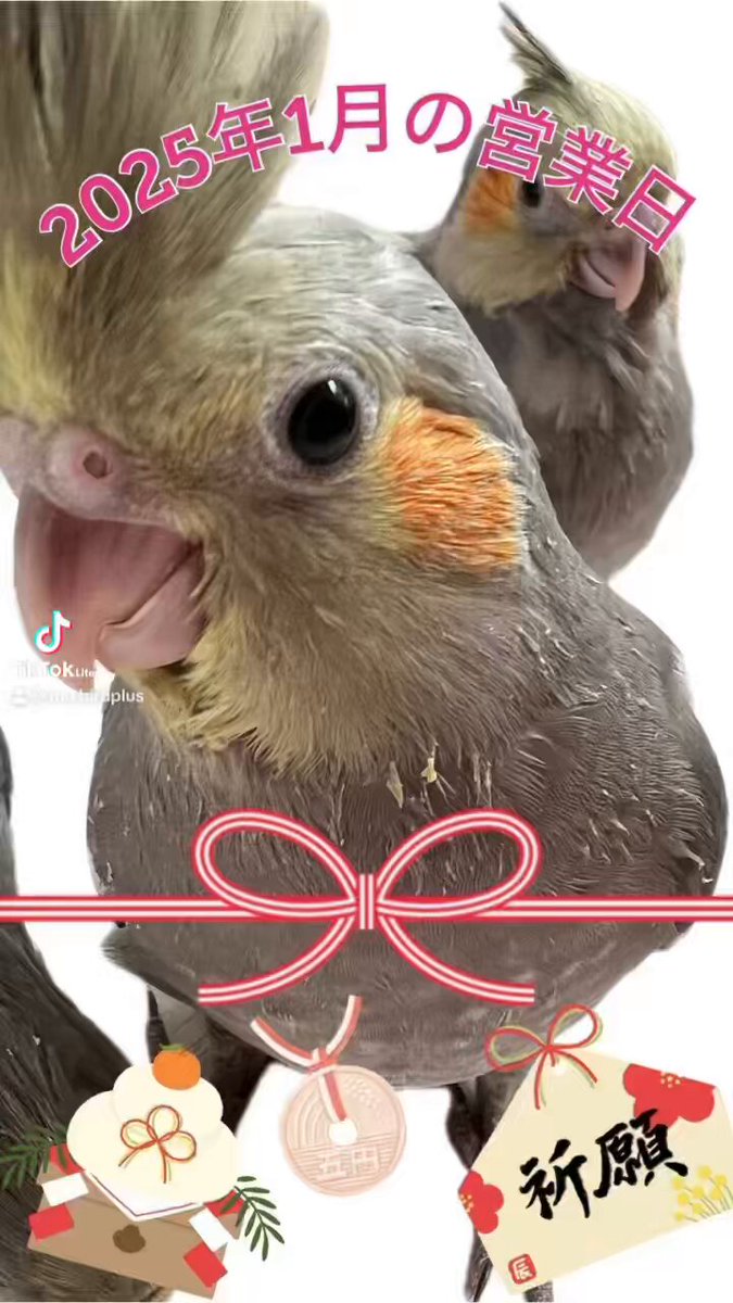 MIRAI-UP Bird+ on X: 