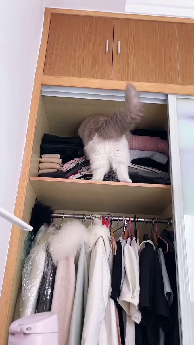 Cats and women do whatever they want. 😂 