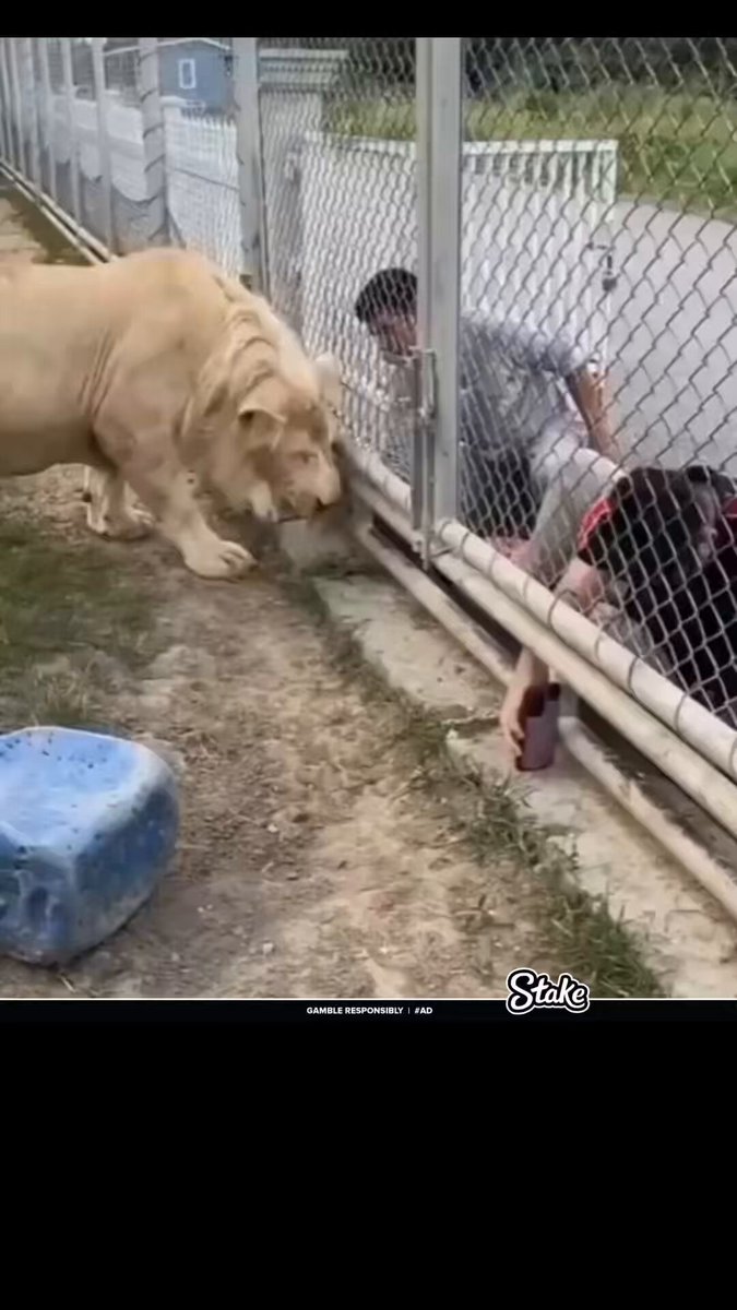 Lion politely insists visitors obey the rules 