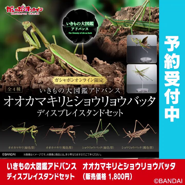 いきもの大図鑑アドバンス トノサマバッタ 褐色 新品 はさみ