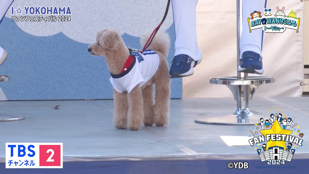 横浜DeNAベイスターズ さかだち ファンフェスティバル2024 ベイ 横浜DeNAベイスターズ さかだち ファンフェスティバル2024 ベイ