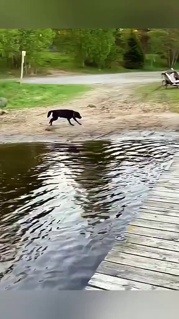 Some dogs don't like water. 