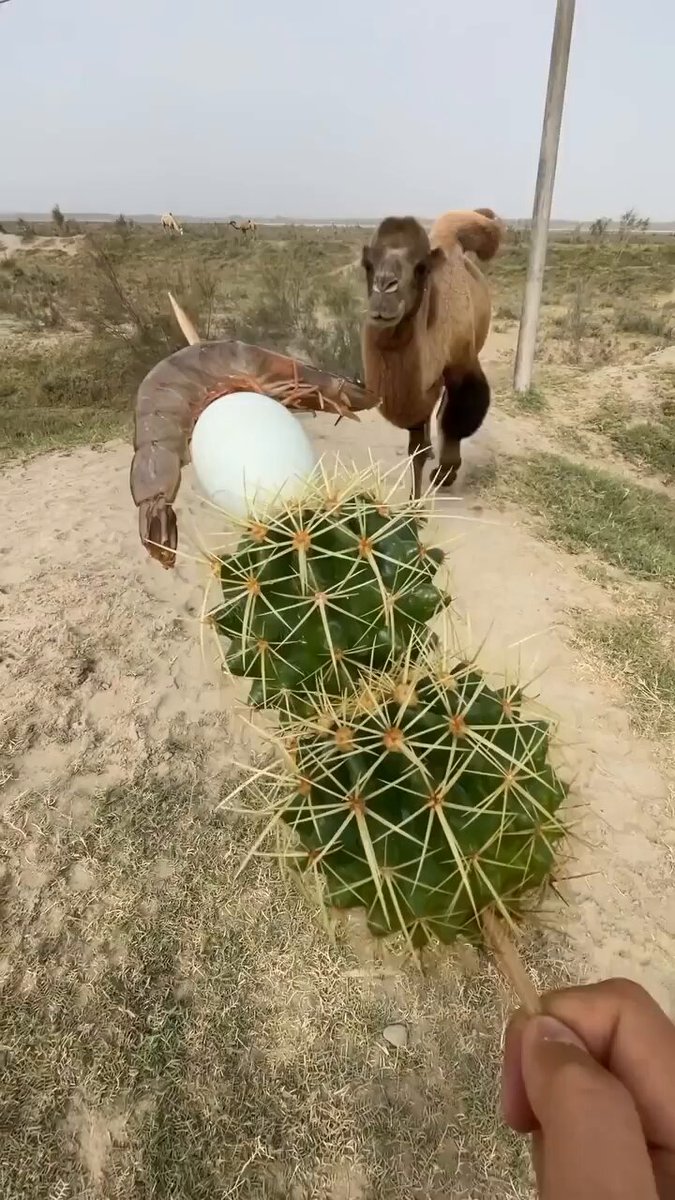 This camel can effortlessly eat sharp cactus 