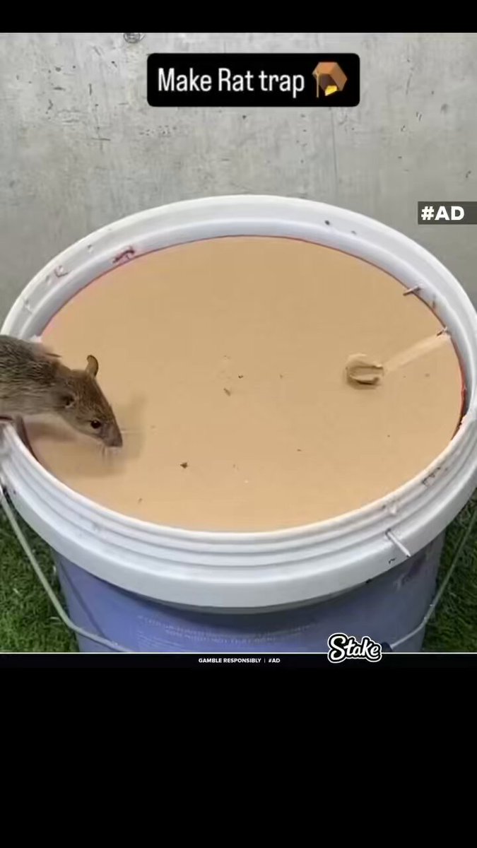 Simple and effective rat trap 🪤 
