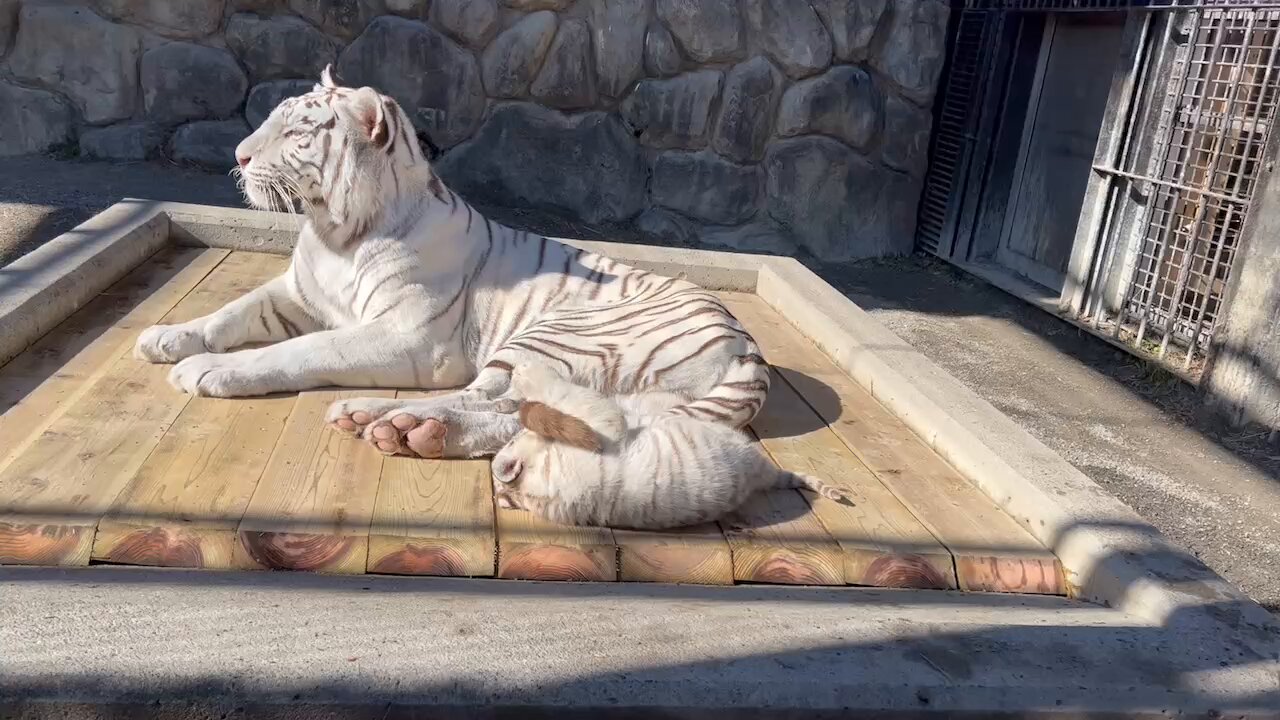 東武動物公園のとら ふわふわ白トラ赤ちゃん 東武動物公園で1月公開 まるで