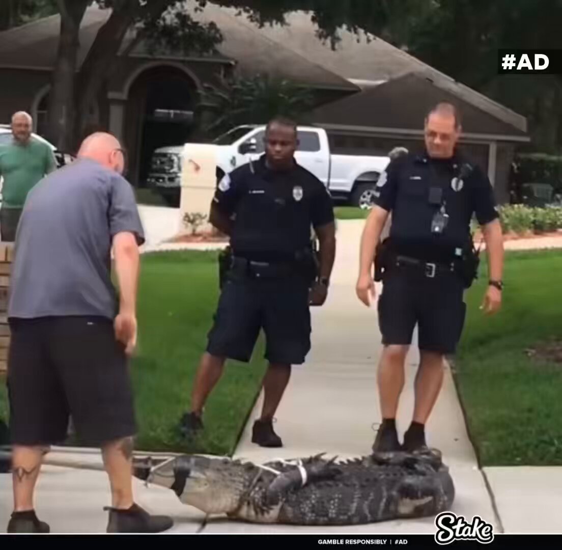 Alligator knocks out the trapper after being taunted 
