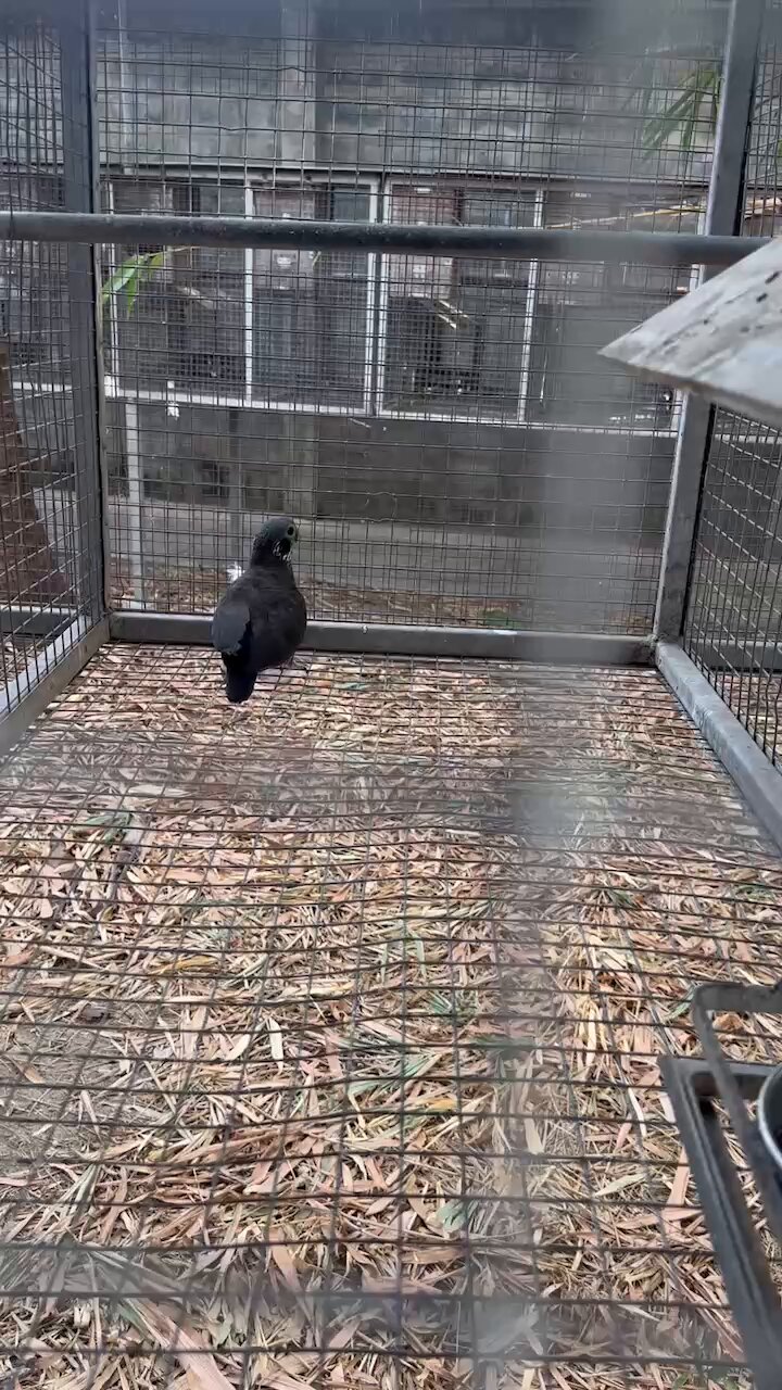 kimagure mado in Zoo Souichi Kudo (@IMFWjobpEZKlJTl) / X