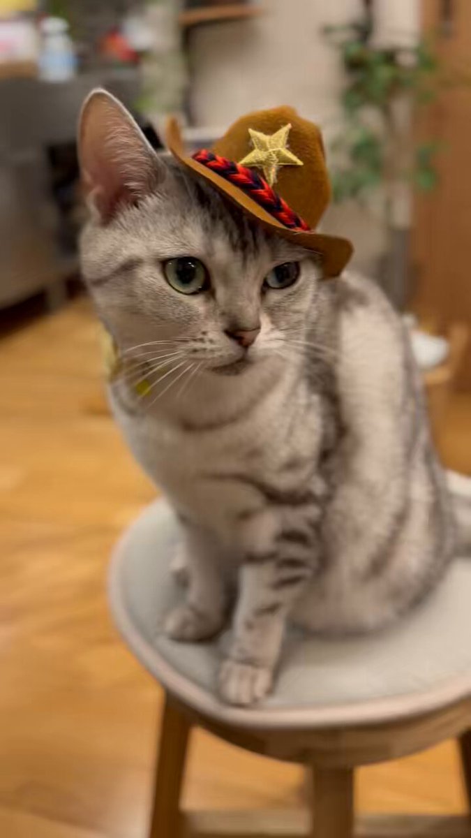 ⬛️ 稀少！⬛️ 本格！⬛️ 重い！⬛️ 大きい！⬛️ 派手！⬛️ 珍品⬛️ カウボーイハット Soggycat on X: 