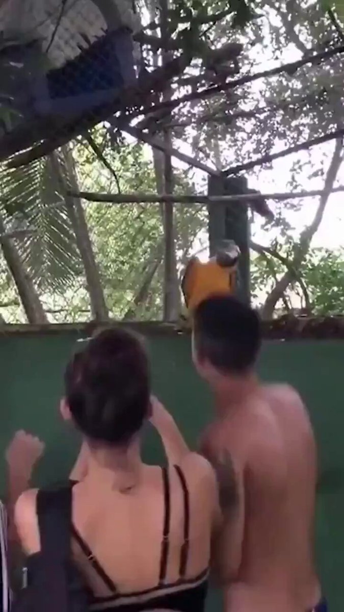 The moment parrot stops before drop got me laugh so hard 😂 