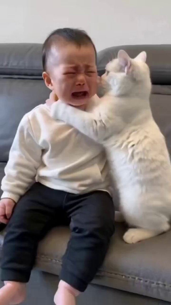 Awwww the cat comforts its best friend. 