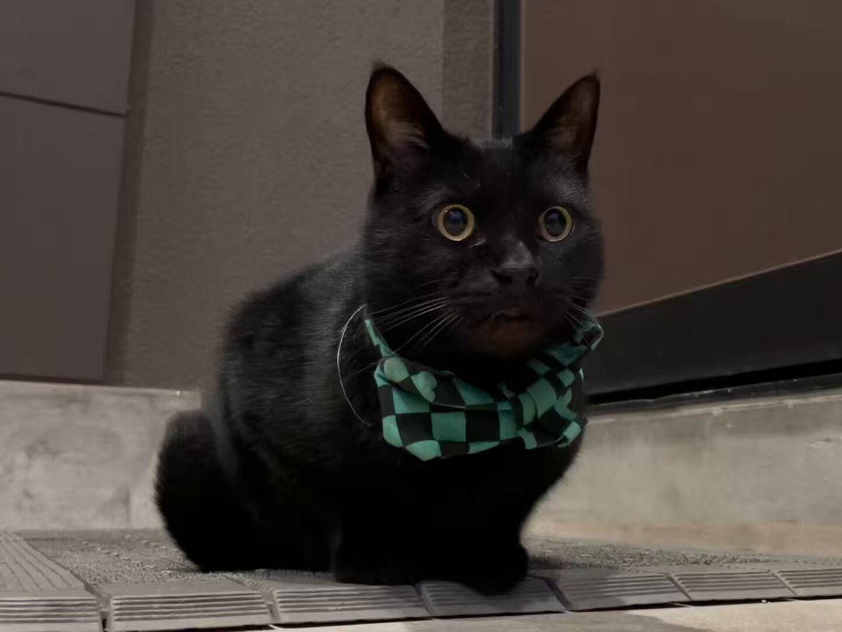 ねこ Amazon.co.jp: 防犯ねこブザー とまる はちわれ AR0624001