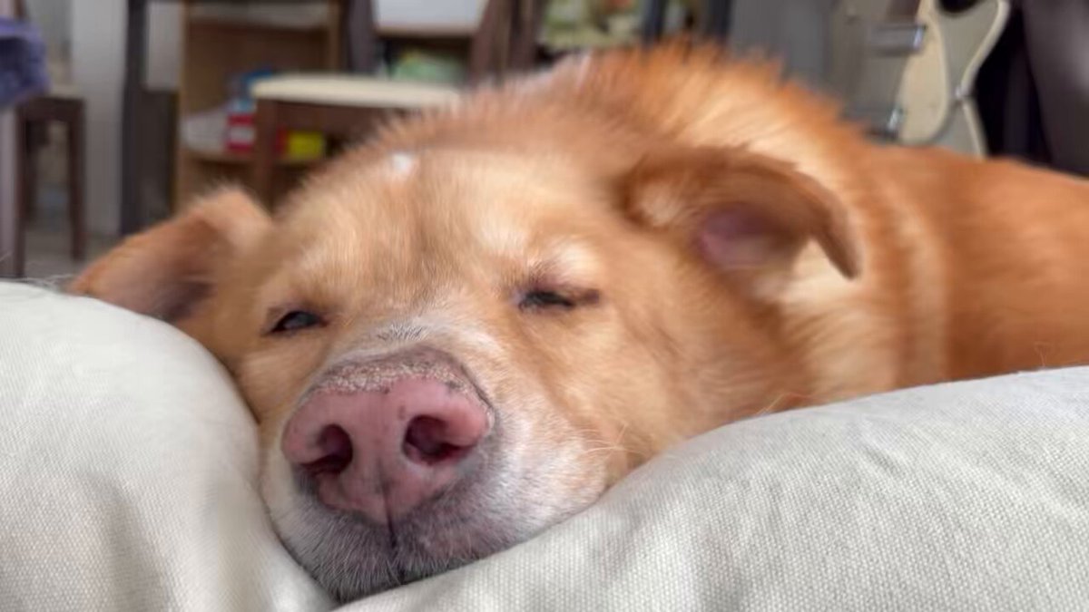 ｽｰｰｯ、ﾋﾟｨｰｰｰｯ、ｽｰｰｯ、ﾋﾟｨｰｰｰｯ…