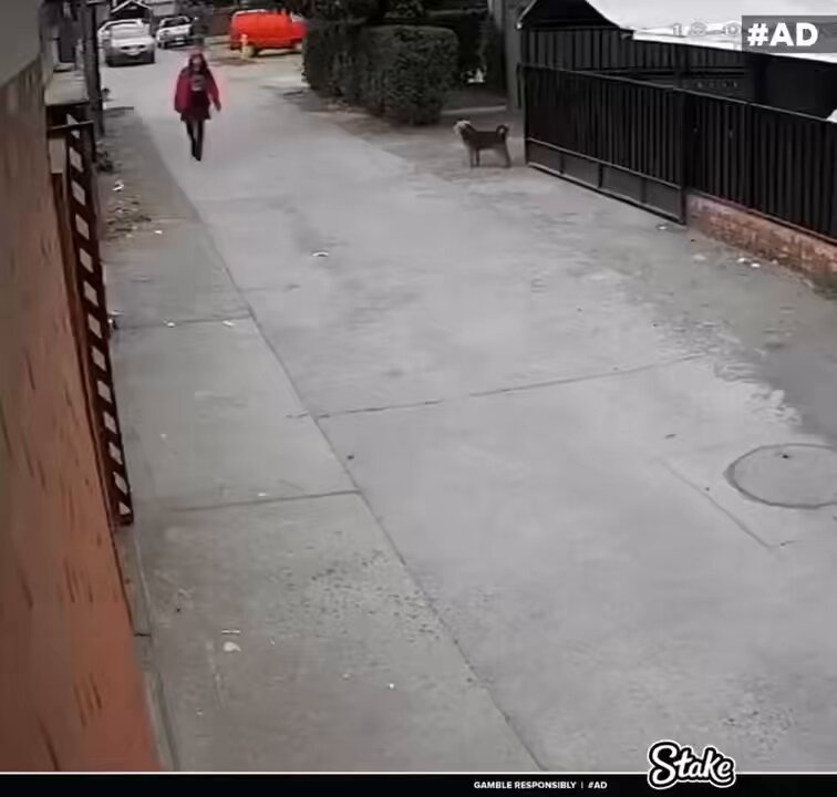 Buy that doggie a big ass t-bone 