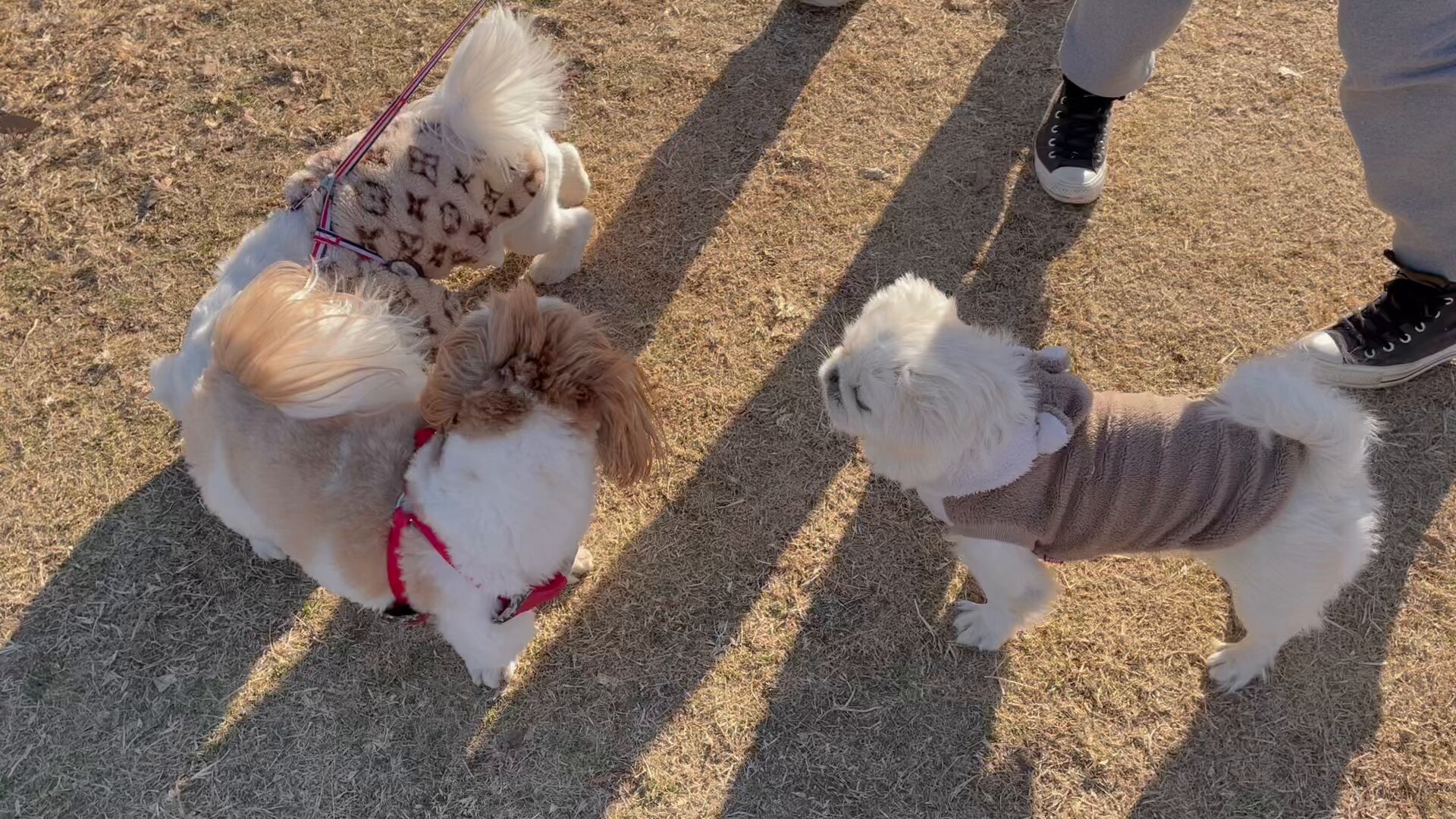 @poco20220603's video Tweet