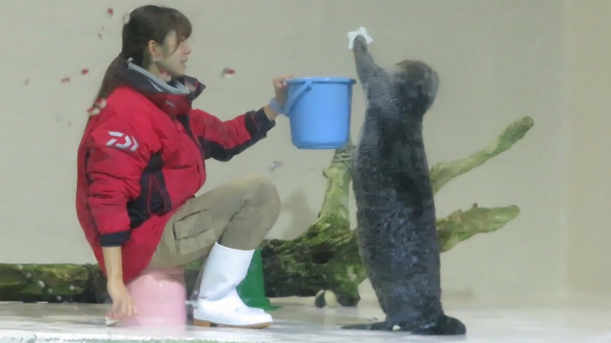 日本の全ラッコ (@Japan_SeaOtter) / X