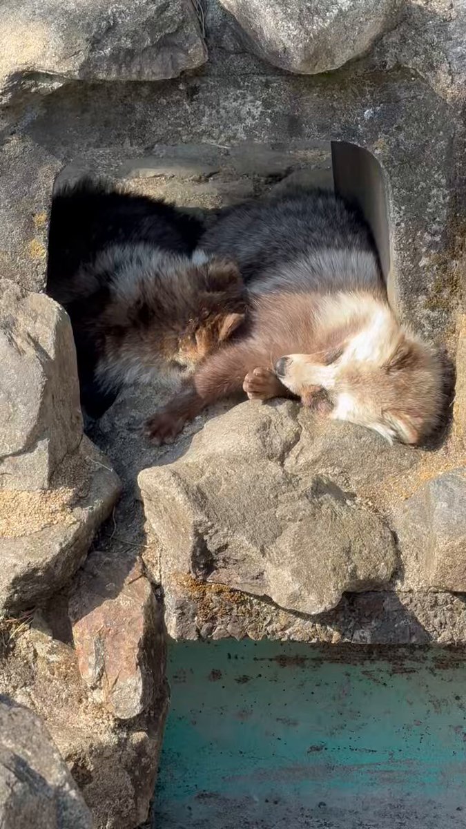 CILLってる動物を見るなどしました 