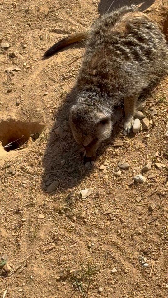 CILLってる動物を見るなどしました 