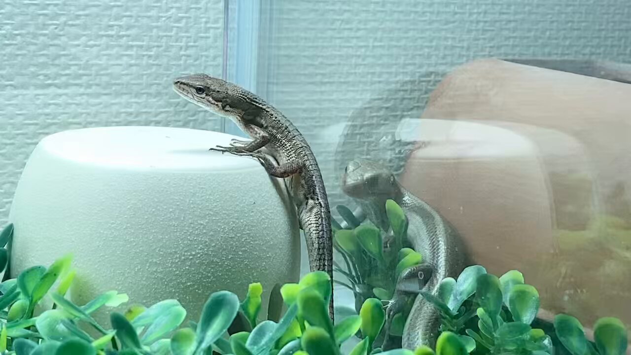 MIHO　モールのカマキリ、ニホントカゲ、カナヘビ、ヤモール When you show a lizard the world's largest praying mantis