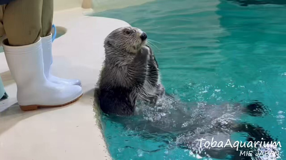 キラちゃん ラッコのキラちゃん🦦🌟 「ペコッ」と「くるくる」ができるようになり