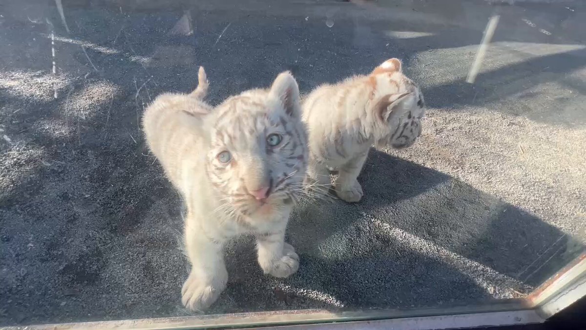 とうぶチビとらダイアリー】 休園日のチビとら ガラスの向こう側にも