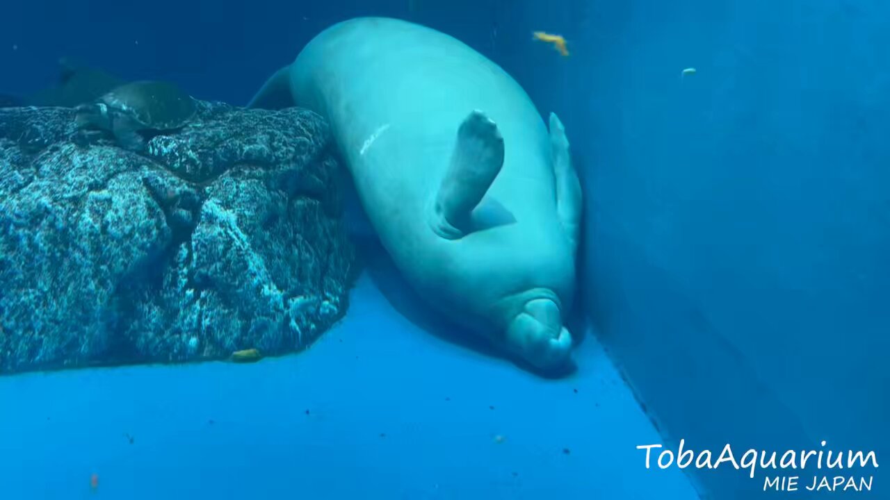 鳥羽水族館（TOBA AQUARIUM） on X: 