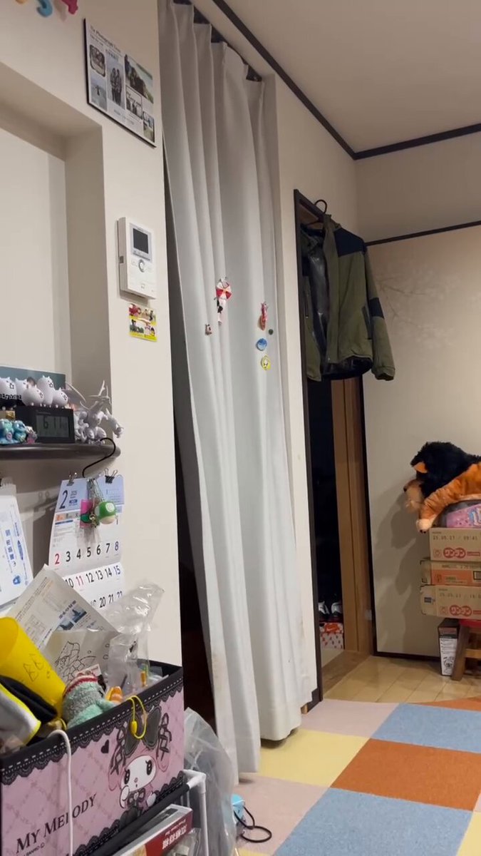 きんちゃん 71njl0VJkxL._UF350,350_QL80_.jpg
