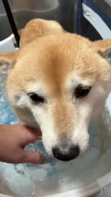 普通の柴犬ポンちゃん♀ on X: 