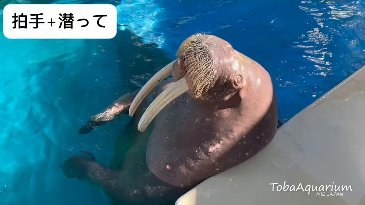 鳥羽水族館 ウォールポケットTOBA AQUARIUM 鳥羽水族館 公式サイト