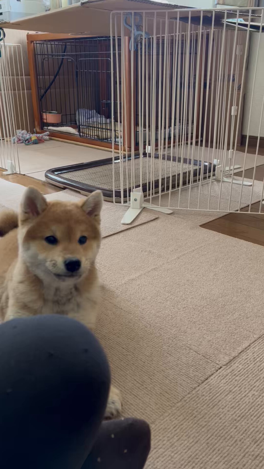柴犬こめ0歳 (@shibainukome) / X