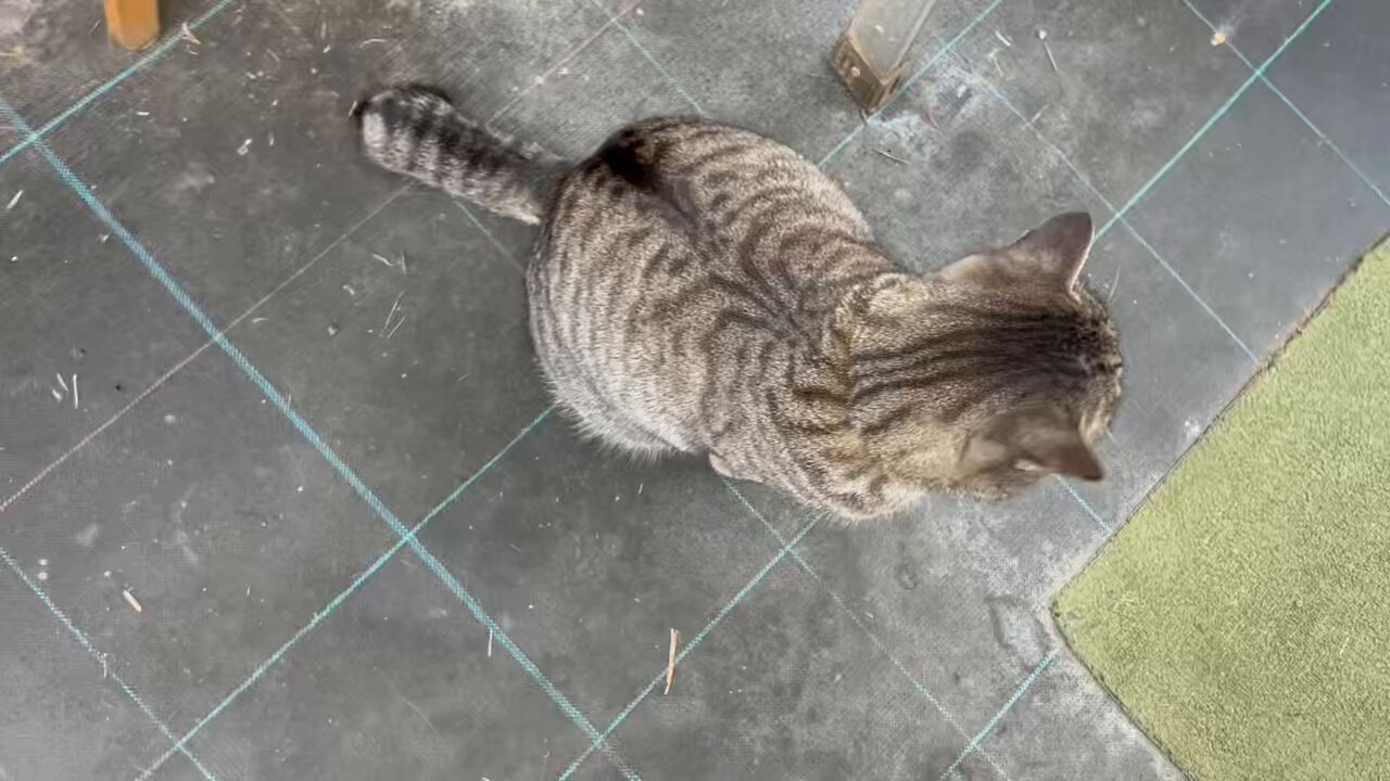 トラ猫ゴロー 見下ろす 耳がピーン🐈 ちゃい吉様🐈 ドンちゃいオーネ🐈 #元