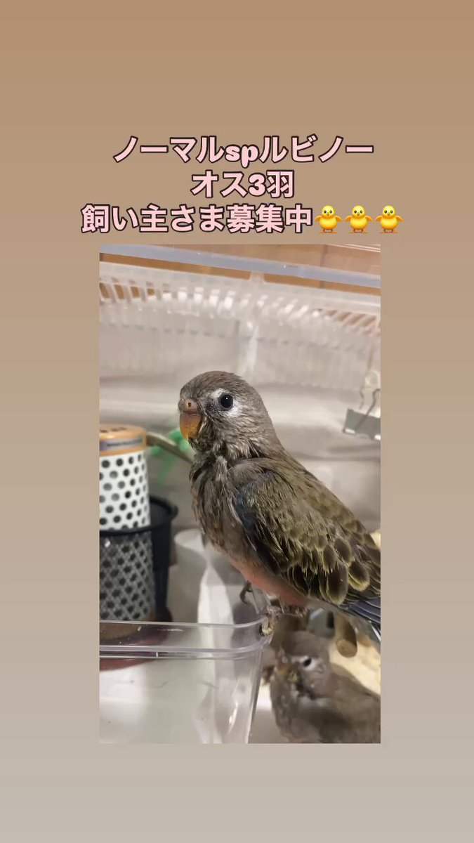 Highlights by ラピスバード🐤ゆっきー (@yukiyuki_21_) / X