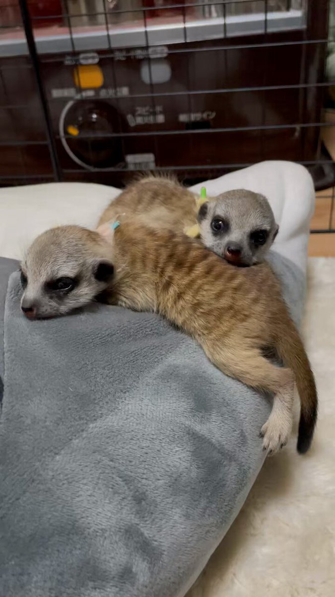 みーやきゃっと ミーアキャットの腕時計 – とけい屋びと。