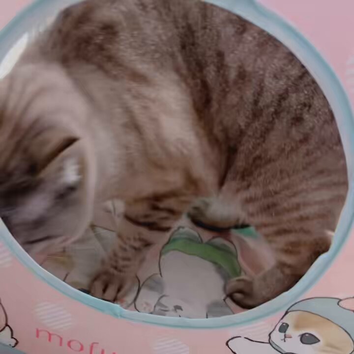 ねこ(๑•﹏•)♡ページ✨️ 猫壱 - Search / X