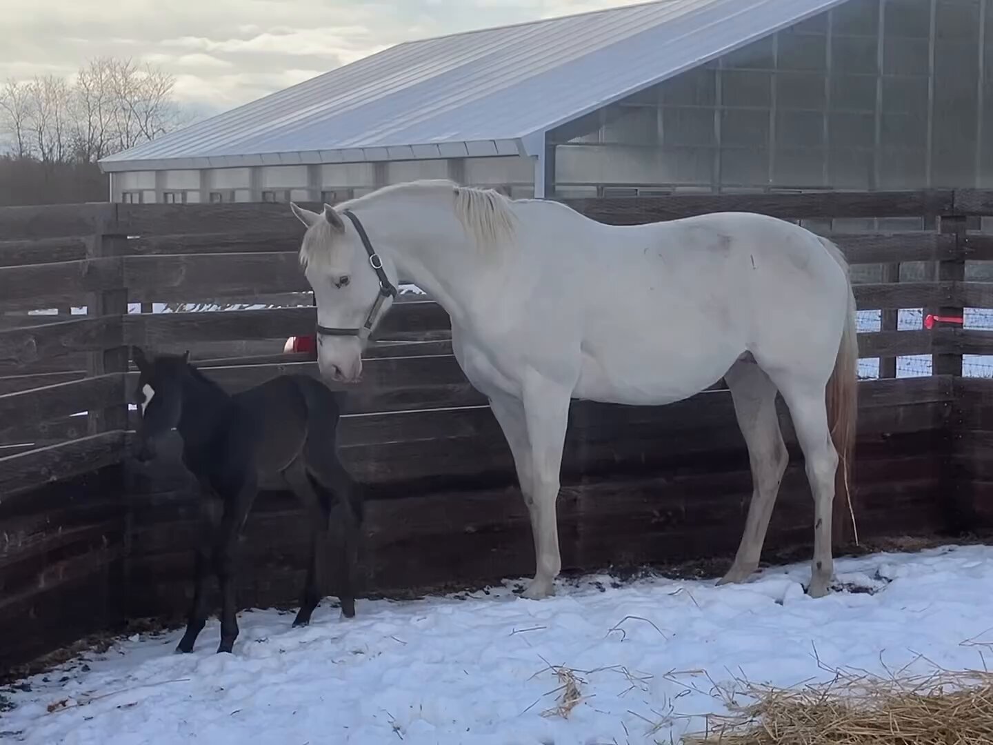 World Horse Racing on X: 