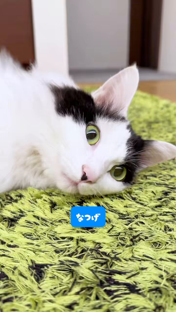 ☆猫シリーズ☆ 白黒の猫ちゃんのイヤリングorピアス☆彡 ピアス