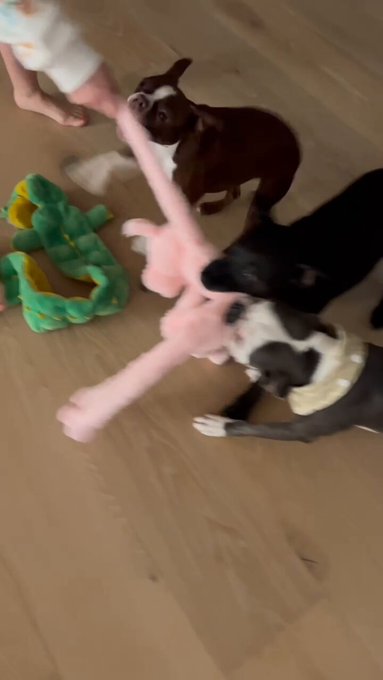 4 pic. Valentine’s Day fine with my BFF and doggies!!! https://t.co/5Hvy5Xe2sq