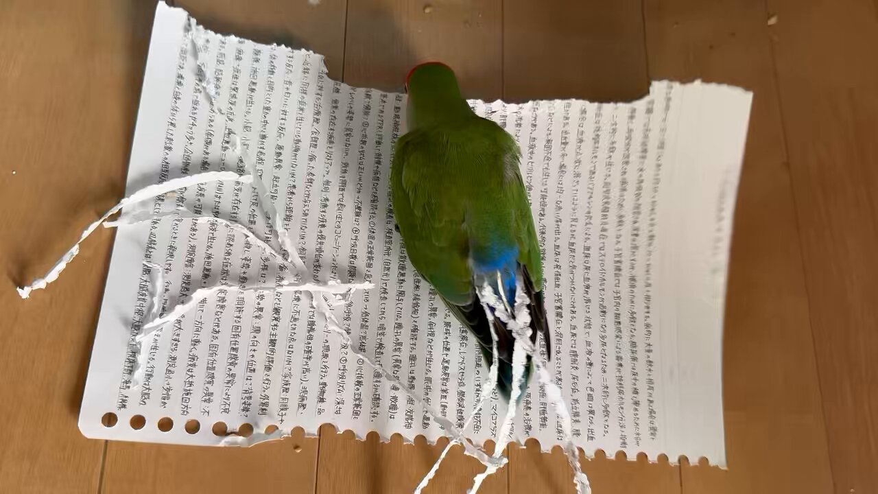 @torinosimobe's video Tweet @torinosimobe's video Tweet