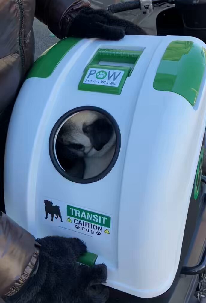 ブランコとパグ marukoccino on X