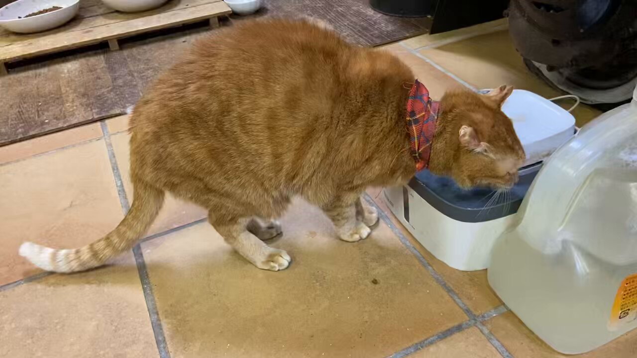 しっぽな・多頭飼育崩壊レスキュー on X: 