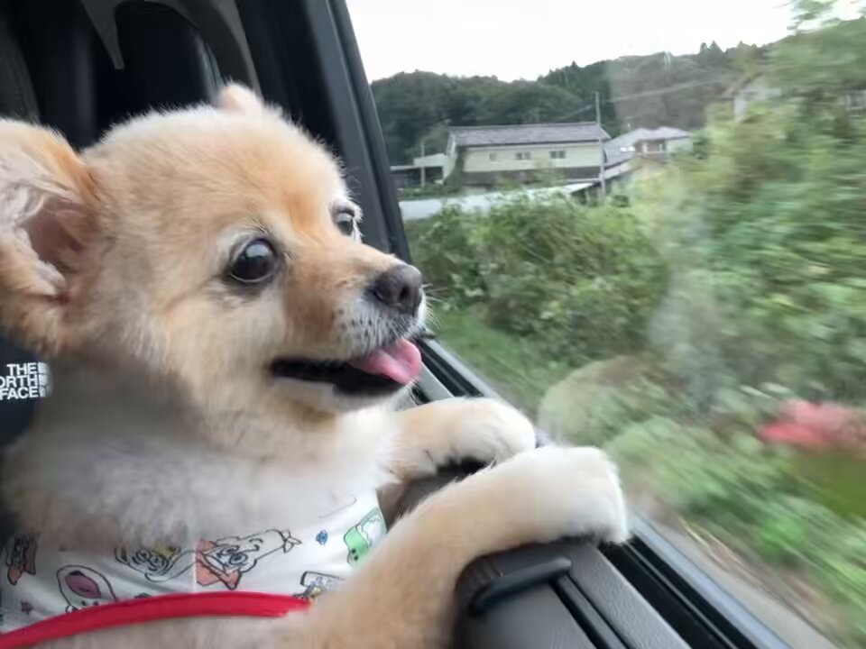 ポメラニアンのポメくん (@pome_pome_purin) / Posts / X