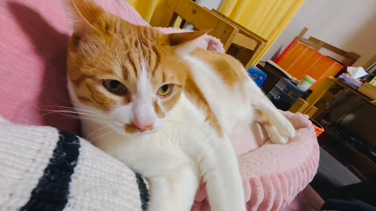 🌟🐈🐈‍⬛🐝🦭🌈 on X: 