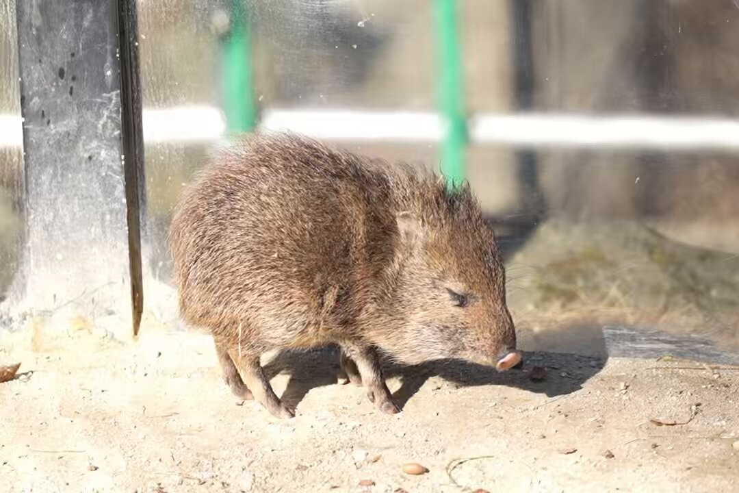 kxiang (@kisetsu20101) / Posts / X