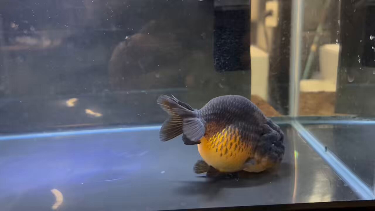 金魚の倉庫 on X: 
