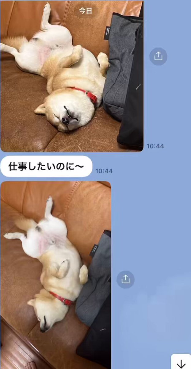 豆柴 豆千代くん mamechiyo (@mamechiyo728) / Posts / X