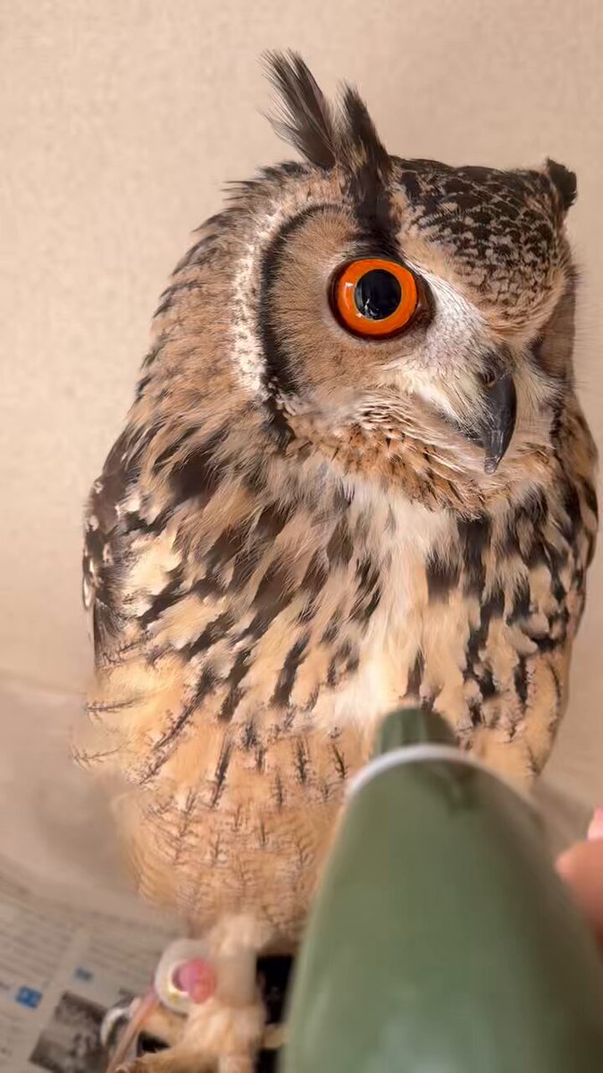 アメリカワシミミズク | ZooPicker