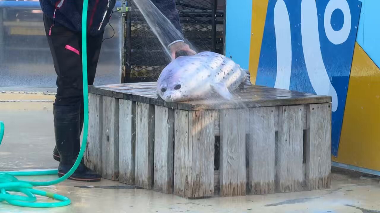 動物園シリーズ 確認用 アザラシ 癒しの動物 on X: 