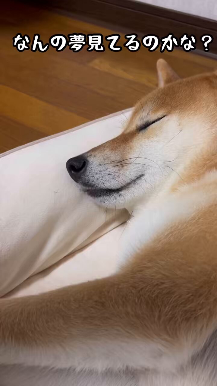 柴犬おてんとうまる&つきひこ (@otentou_Shiba) / X