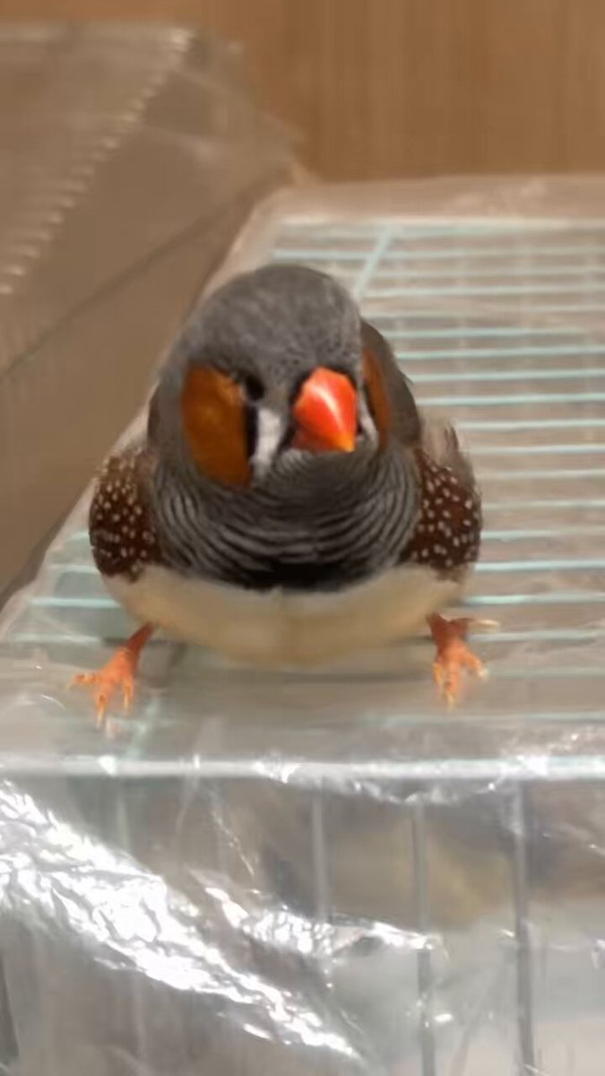 Twitter Image