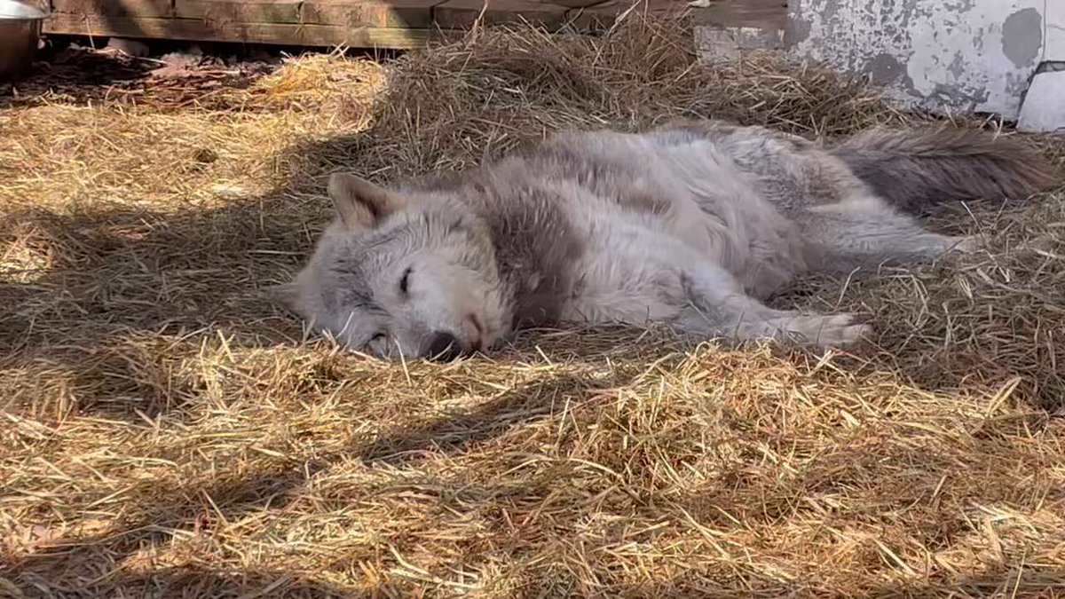 旭川市旭山動物園［公式］ on X: 